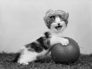 cat-playing-volleyball